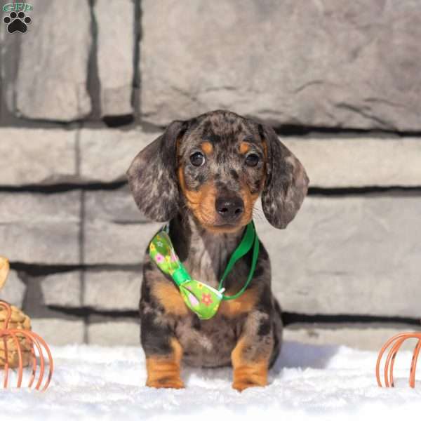 Jackson, Dachshund Puppy